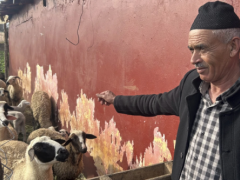 摩洛哥敦促人们不要为古尔邦节庆祝活动购买绵羊