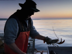 法官称，龙虾渔民可以起诉环保组织诽谤