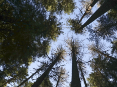 特朗普想利用“上帝小队”来增加伐木量，但必须遵守严格的规则