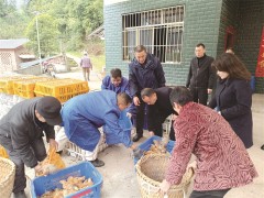 涪陵区人社局帮扶集团为村民免费发放鸡苗
