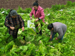 亩产超两千公斤 涪陵晚熟青菜头试种成功！