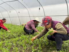 日销菜苗5万株 这个基地有点角