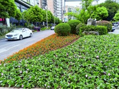 涪陵城鲜花绽放迎“五一”