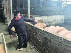 残疾养猪大户的“励志录”