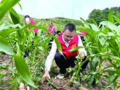志愿者栽十亩苕秧 为脱贫户纾困解难