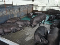 涪陵黑猪：从 “川渝黑珍珠” 到智慧牧业标杆的蜕变之路