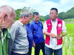 科技特派员田间指导庄稼“老把式”种优质稻