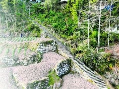 “长安的荔枝”来自涪陵？