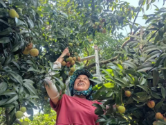 热播剧《长安的荔枝》让唐代“荔枝道”的故事再度引发关注