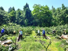 焦石镇1.2万亩花椒喜获丰收