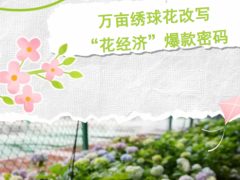 岂止榨菜！万亩绣球花改写“花经济”爆款密码
