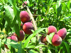 眼下正值桃子成熟的黄金期