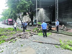 龙桥街道黄葛树倒伏在公路上，安全隐患紧急处置，道路恢复畅通。