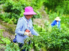 涪陵区江北街道900余亩花椒成熟上市