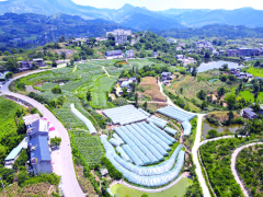 葡萄小镇的“三变”密码