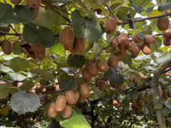 罗云镇130亩猕猴桃迎丰收 采摘期持续至国庆后