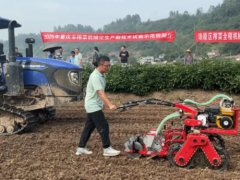 涪陵青菜头迎 “机” 变：新品种 “渝直 90” 推动榨菜产业从人力向机械化转型