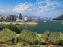 涪陵发布 2025 年茎瘤芥菌核病预警 低温高湿风险高 附科学防治指南