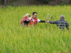 再生稻喜获丰收，“吨粮田” 从蓝图变为现实