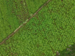 涪陵 “头茬” 青菜头 11 月中旬上市！早熟品种助农户增收