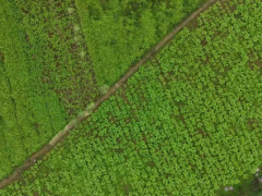 11 月未立冬，涪陵青菜头已抢鲜上市！从 “青疙瘩” 到 “金疙瘩” 的逆袭密码