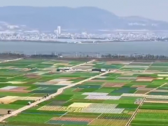 中国蔬菜产量全球第一却少人吃够，权威数据揭示吃菜的关键价值