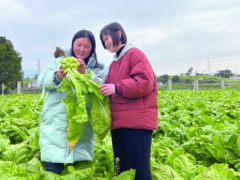 17 载守 “菜” 护乡愁！沈进娟：用科技让涪陵榨菜香飘 80 国