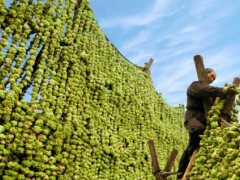 涪陵榨菜集团签 12 万吨青菜头收购订单 全链条举措解农户忧、强产业基