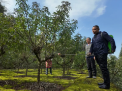 “花椒书记”唐安明：25载扎根深山 石头缝里种出富民“金豆豆”