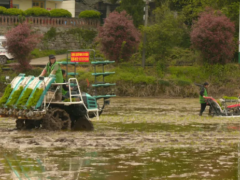 科技赋能春耕 智慧守护粮仓——涪陵以“藏粮于技”绘就水稻生产新图景