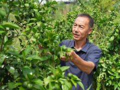 十一年拓荒兴乡！退役军人王先锋以初心深耕乡土 绘就共富画卷